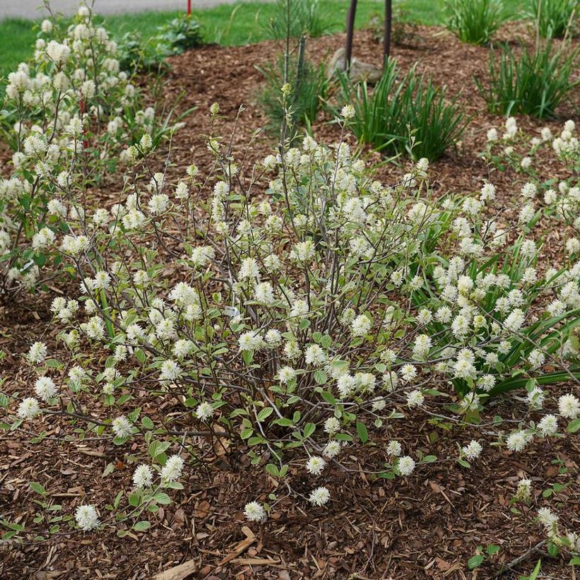 2G Fothergilla X Intermedia 'Legend Of The Small' - Bottlebrush - 1013463