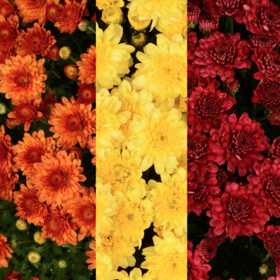9" Combination Mum # 05 - Beverly Orange / Chelsey Yellow / Danielle Red