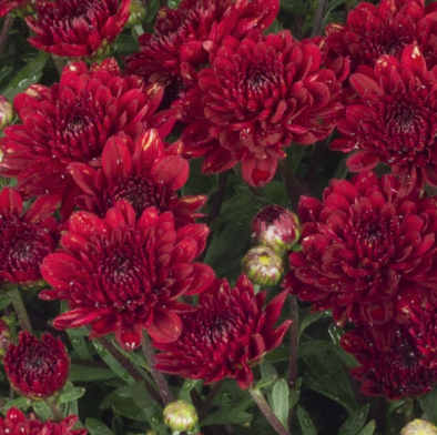 10" HB Mum Hanging Basket - Mila Red