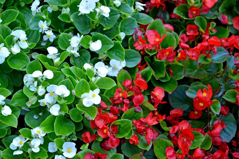 804 Begonia 4 Pack