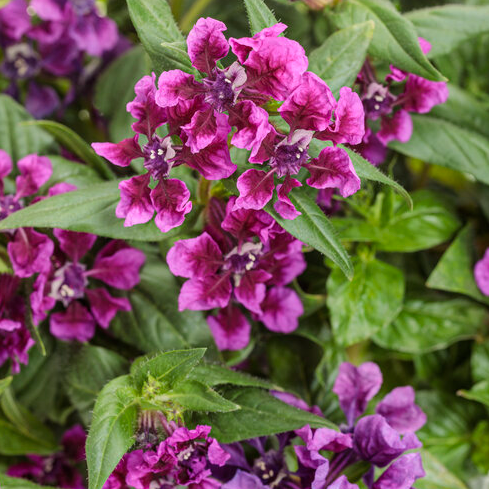 4.25" PW Cuphea - Totally Tempted - Vivid Violet