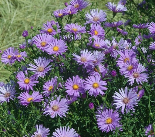 4.25" Aster Yoder Believer Purple
