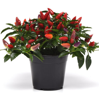 6" Ornamental Pepper - Acapulco Multicolor Red