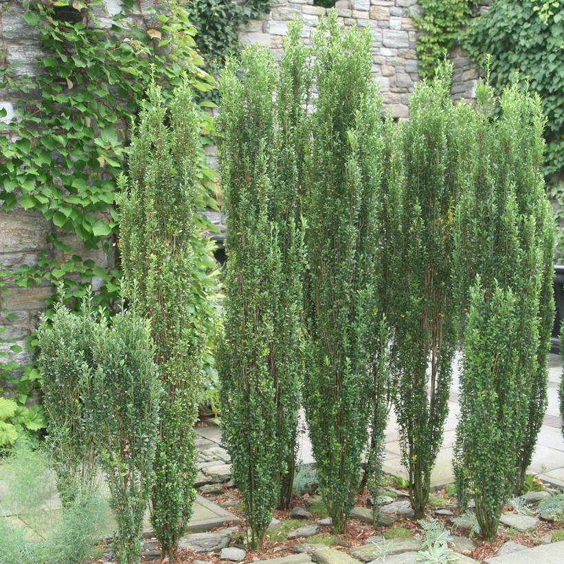 3G Ilex crenata 'Sky Pencil' Sky Pencil Japanese Holly 1002450