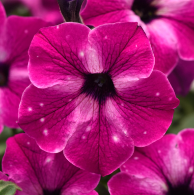 8" TP Petunia - Headliner Enchanted Sky