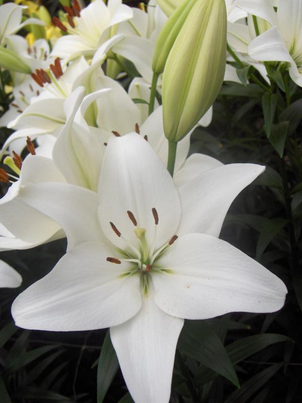 1G Lilium Fantasiatic 'White' - Lily - 1015509