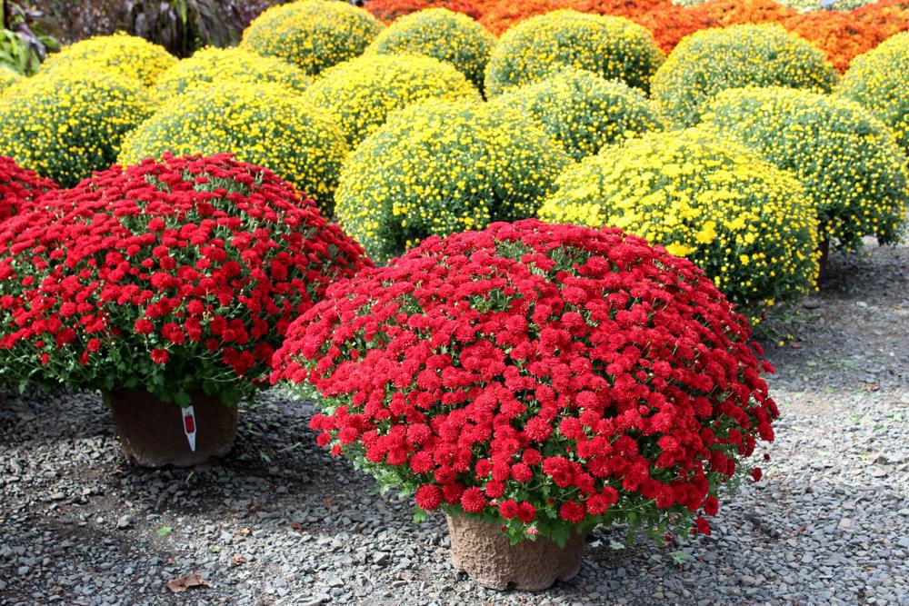 11" Round Mum - 11MUM