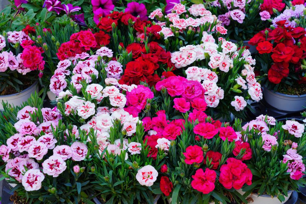 804 Dianthus 4 Pack