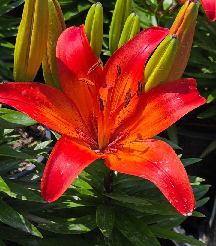 1G Lilium Fantasiatic 'Red' - Lily - 1021907