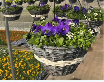 12" HB Cool Wave Mix Wicker Hanging Basket