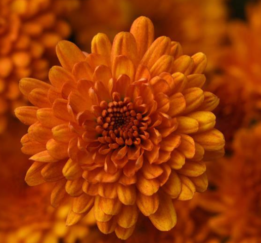 9" Mum - Spicy Pumpkin Orange