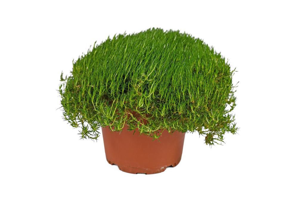 Quart Perennial Sagina Subulata (Irish Moss) Full Sun to Partial Sun