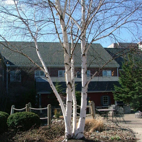 7G Betula X Avalanche - White Birch Tree - 1012578