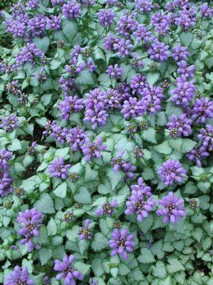 1G Lamium 'Purple Dragon' - Deadnettle - 1003163