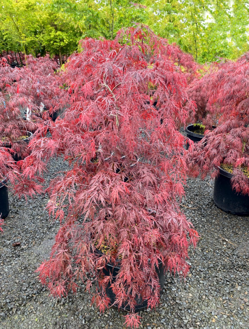 6G Acer Palmatum Red Dragon Japanese Maple Tree 21/24" - 03075-089ADD - AP1801P21