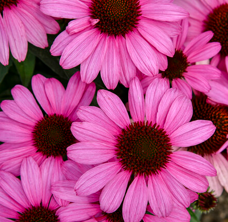 1G PW Echinacea - Color Coded - The Fuchsia is Bright