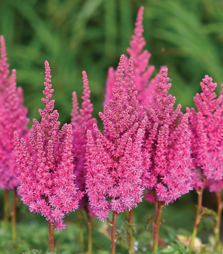 8" Astilbe Chinensis You and Me 'Always' - Pink - 1020195