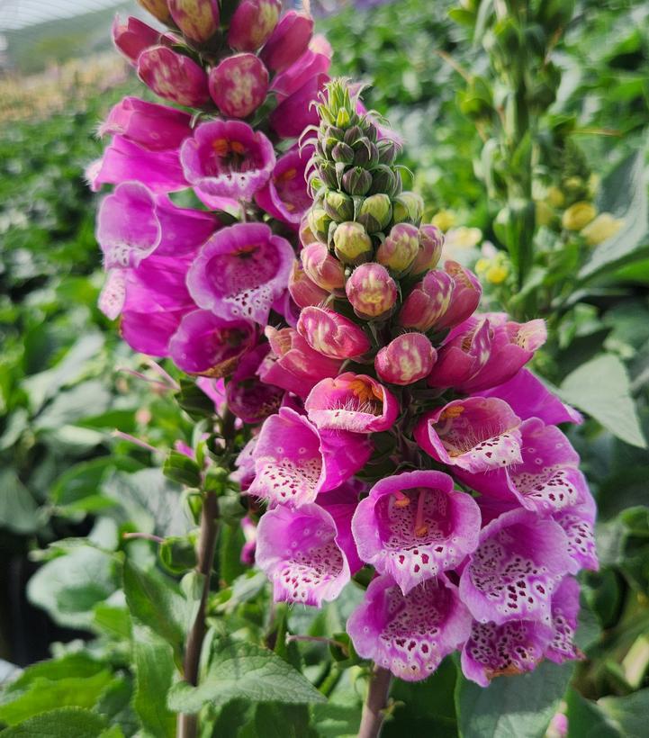 2G Digitalis Mertonensis - Strawberry Foxglove - 1000873