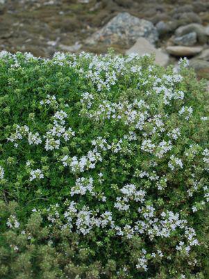 3" Thymus praecox 'Albus' White Thyme (White Creeping Thyme) 1002604