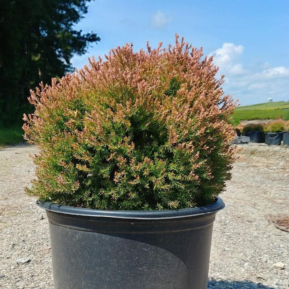 Fire Chief Arborvitae (Thuja) 2 Gal