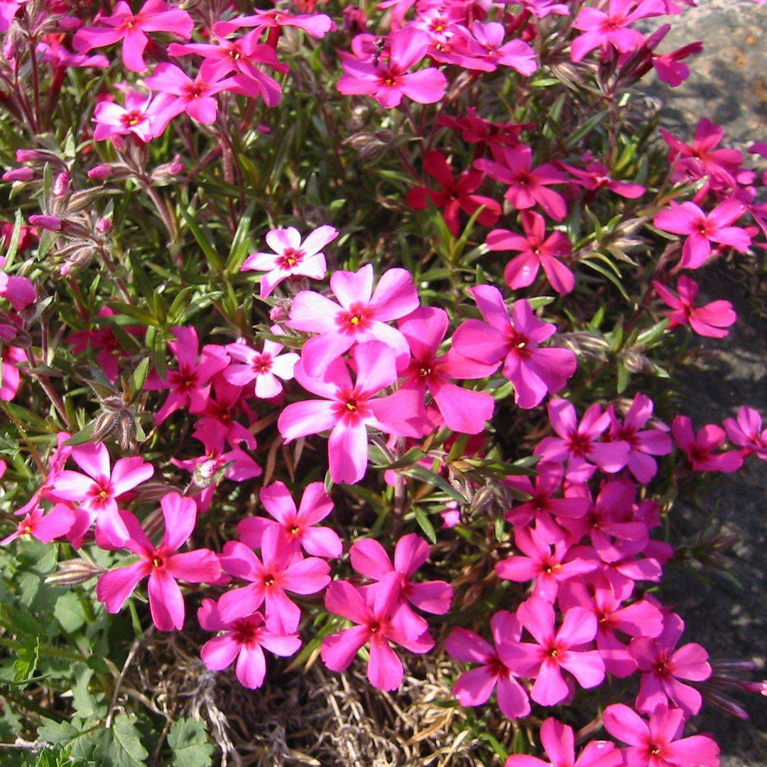 Scarlet Flame Creeping Phlox