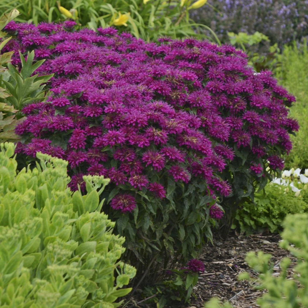 Sugar Buzz® Grape Gumball Bee Balm