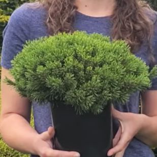 Slowmound Mugo Pine