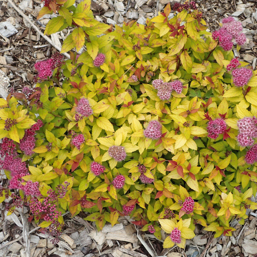 Magic Carpet Spirea