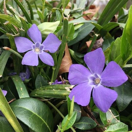Bowles Periwinkle