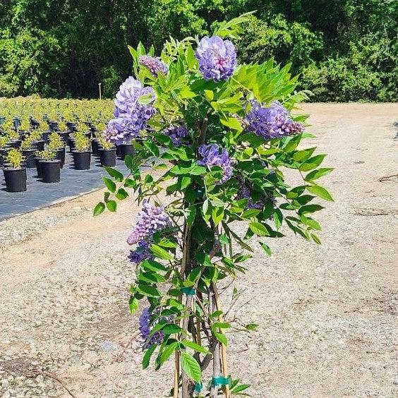 Wisteria, Amethyst Falls Wisteria 2 GALLON