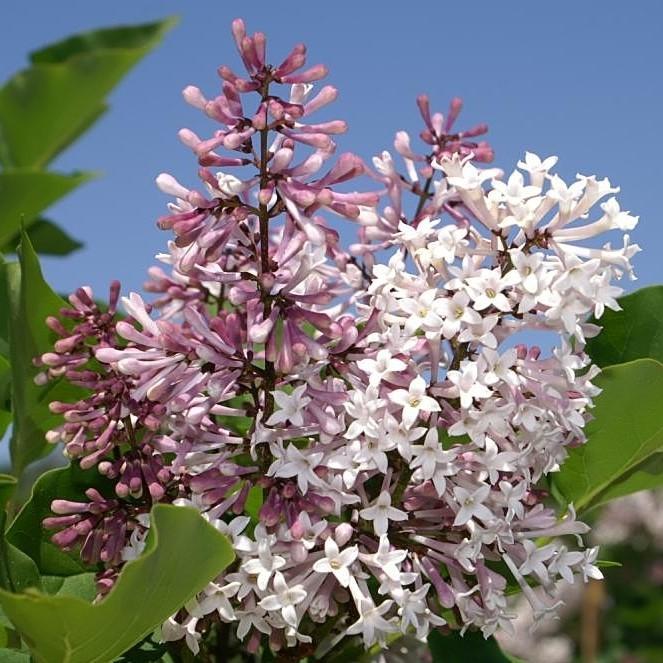 Miss Kim Manchurian Lilac