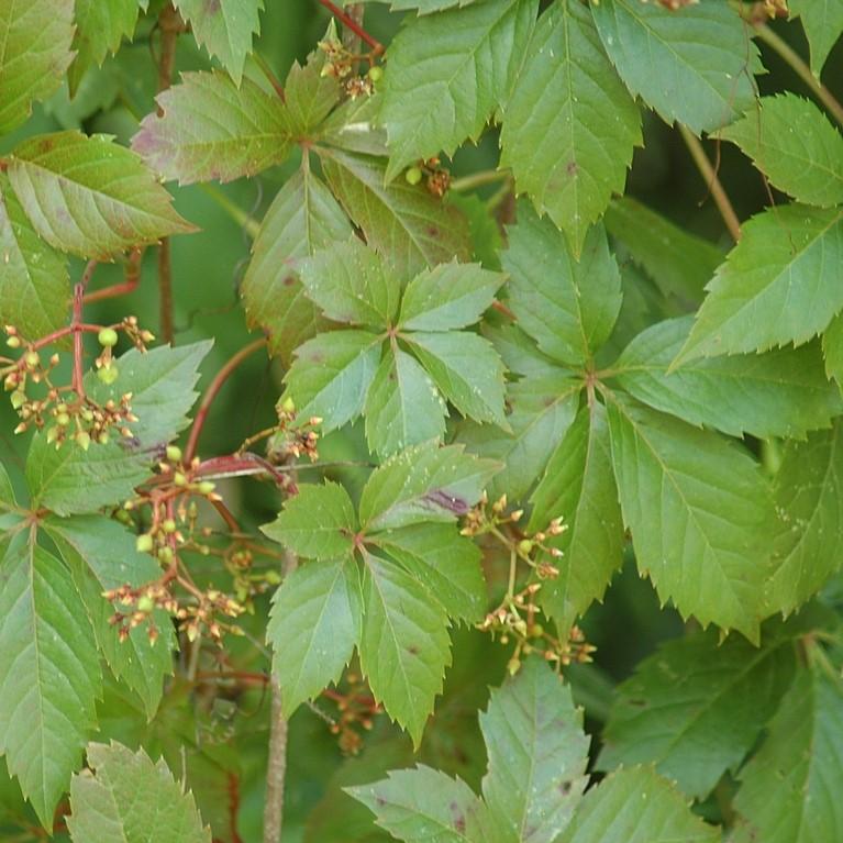 Virginia Creeper