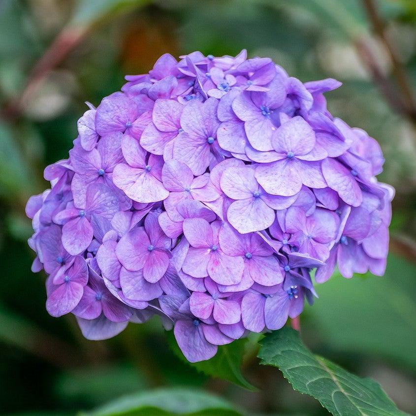 専用^_^新品未開封品hydrangea様バラメモまとめ売り Endless Summer® The Original Hydrangea – Sunny Valley Farms