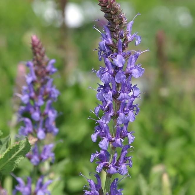 Blue Hill Meadow Sage