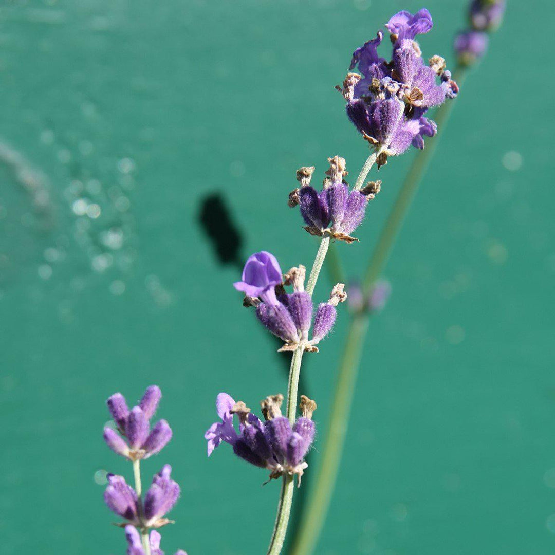 Munstead English Lavender