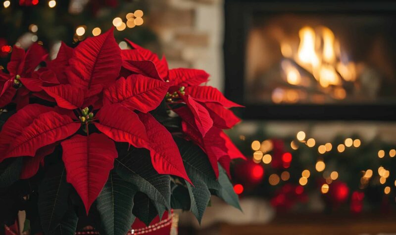 Celebrate National Poinsettia Day: The Symbolism and Joy of Gifting Poinsettias
