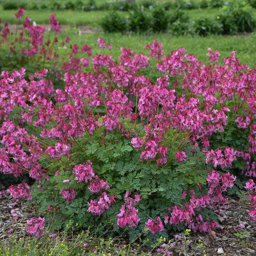 Pink Diamonds Bleeding Heart