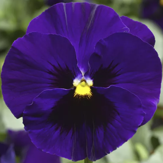 8.5" Pansy in Decorative Color Pot - Delta Speedy Blue Deep w/ Blotch