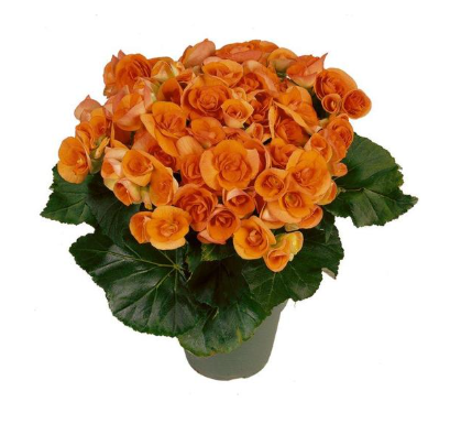 4.5" Terra Hiemalis Begonia - Batik