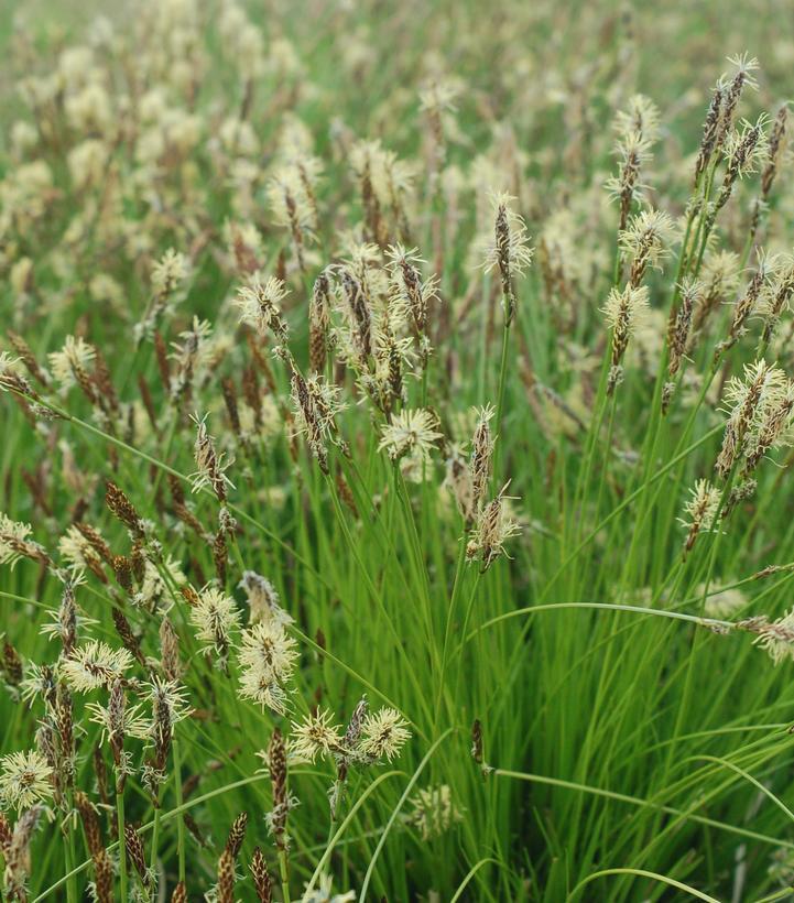 1G Carex Pensylvanica - Pennsylvania Sedge - 1003419