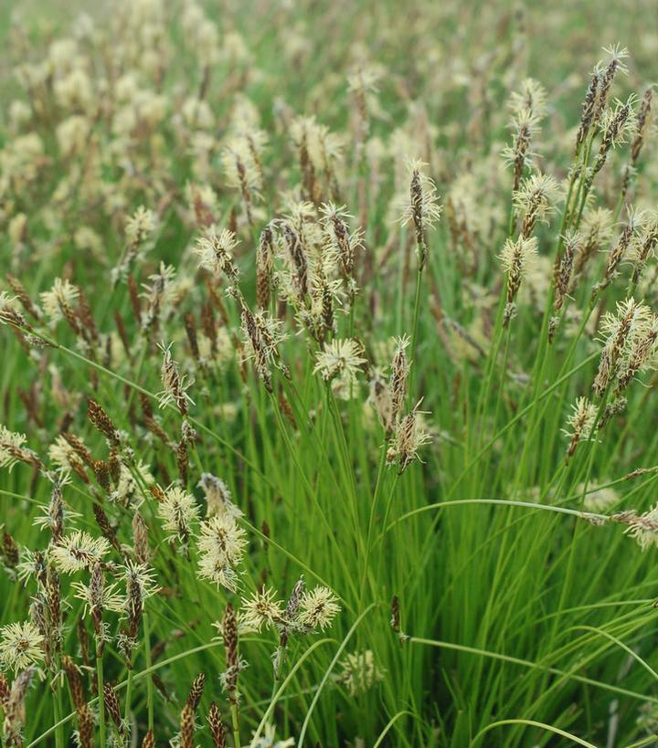 1G Carex Pensylvanica - Pennsylvania Sedge - 1003419