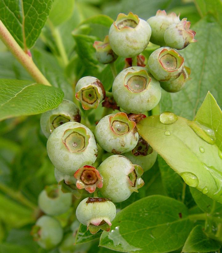 3G Vaccinium Corymbosum 'Patriot' Blueberry Bush 1001365
