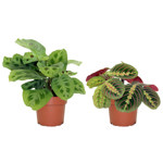 5" Prayer Plant Assorted - G3538