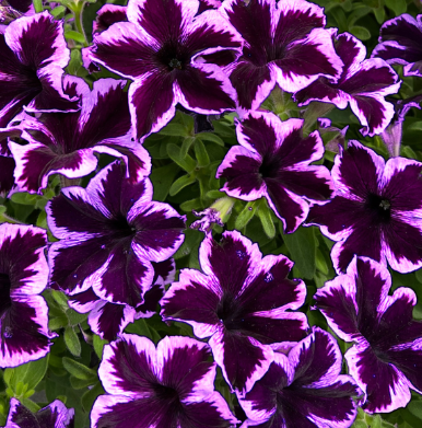 Petunia