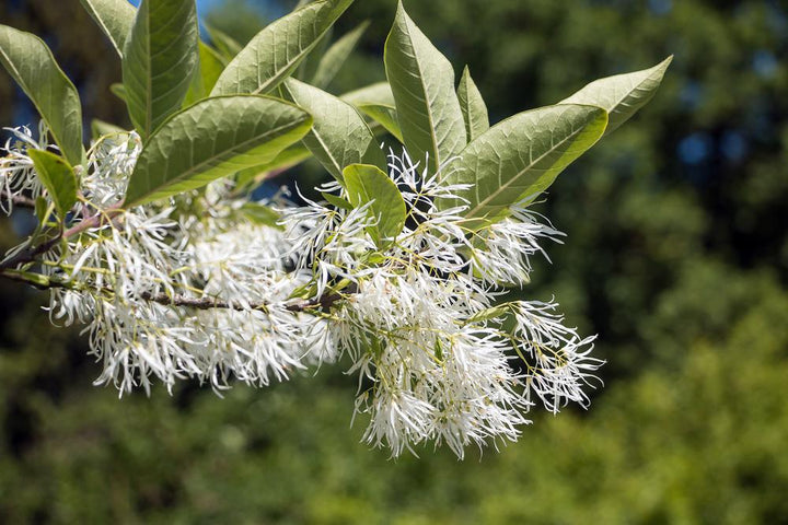 3G Chionanthus Virginicus White Fringetree