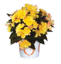 4.5" Terra Hiemalis Begonia - I'Conia Bacio Lemon