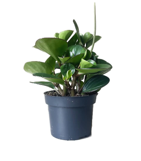 5" Peperomia - Green Large Leaf - G3536