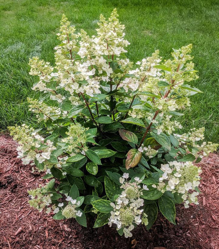 3G Hydrangea pan. 'Flare' ('Kolmavesu') Flare™ Hydrangea: Patent PP26,928 1010001