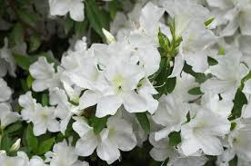 3G Azalea 'Girard's Pleasant White' (evergreen) - 1000204