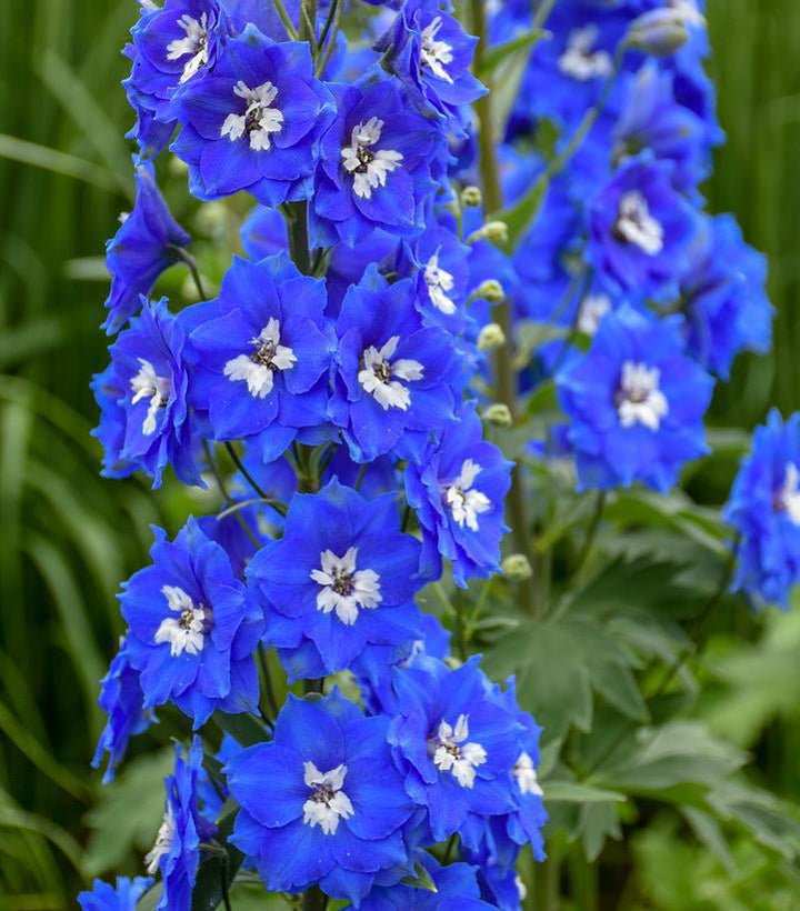 1G Delphinium New Zealand 'Cobalt Dreams' - Larkspur - 1021891